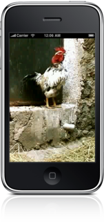 Pacifico Alarm Clock